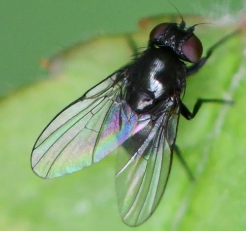 Réf. 283 461 : Agromyzinae inconnu